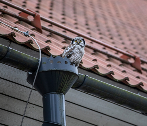 Gutter Estimating Services